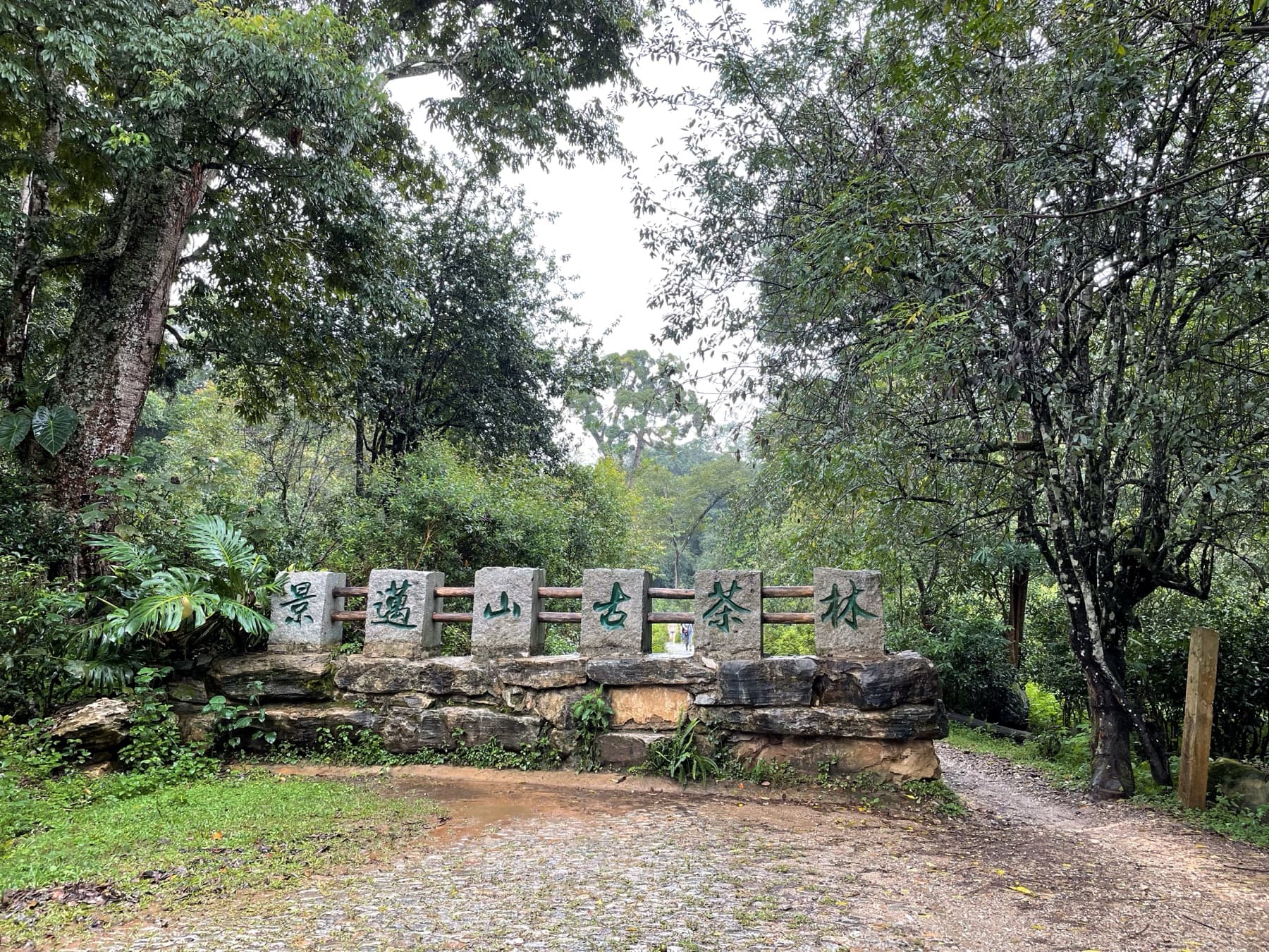 Puer: Puer Jingmai Tea